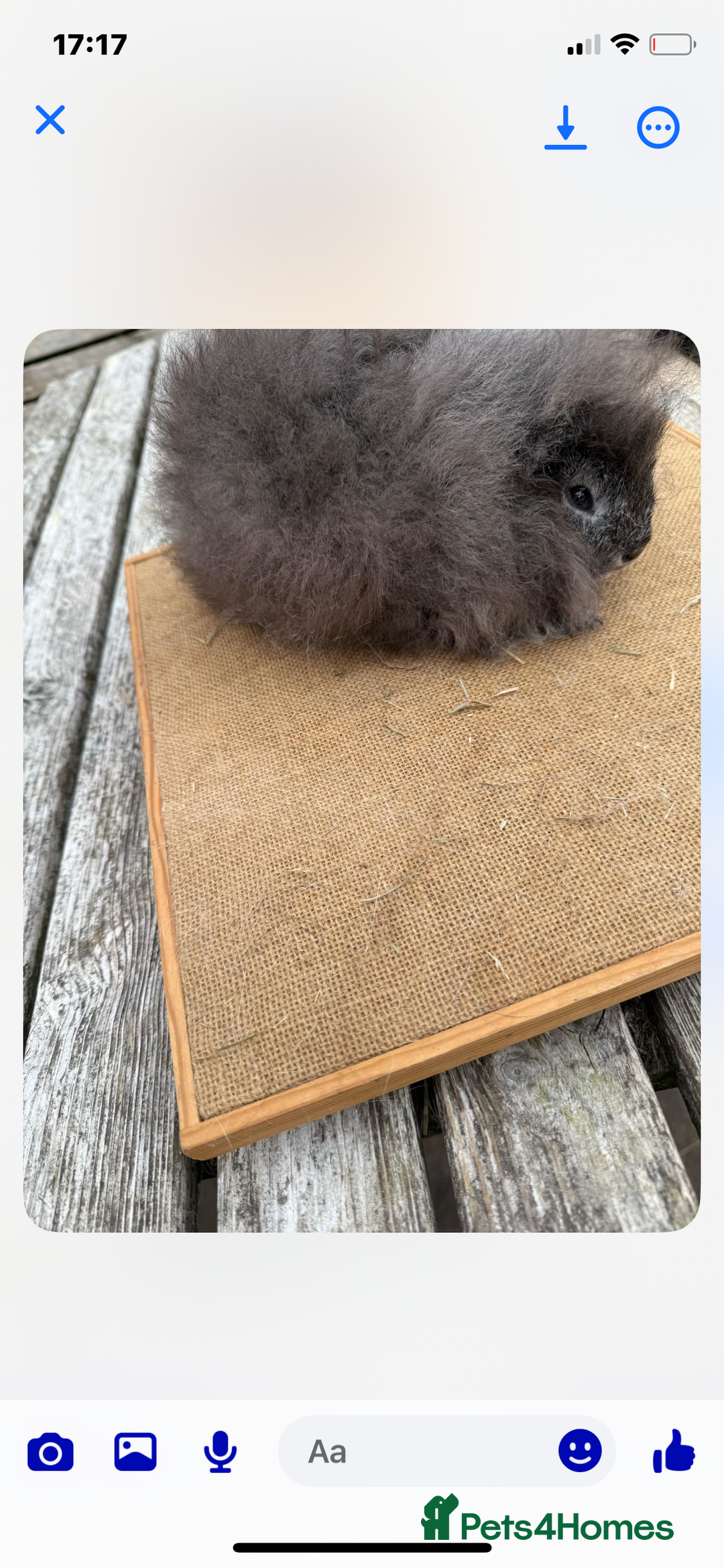 Guinea Pig rodents for sale: Swiss sows and boars  - Image 18