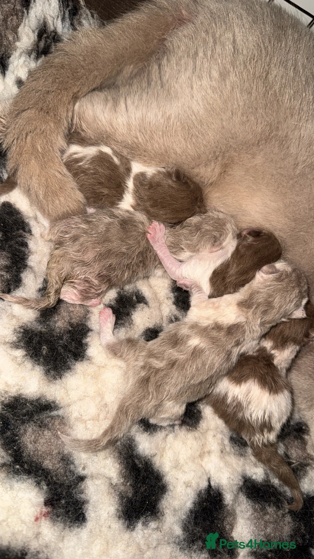 British Shorthair cats for sale: Cinnamon bi colour & fawn bi colour males  - Advert 2