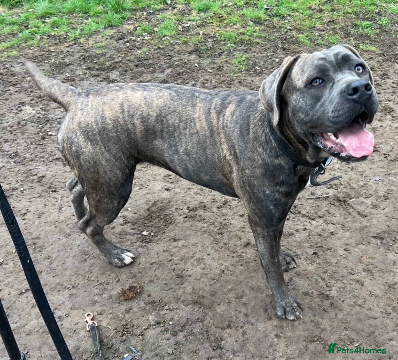 Cane Corso dogs Stunning cane corso 🐶 - Advert 2