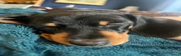 Dachshund dogs for sale: Dachshund pups first and only litter of both  - Advert 4