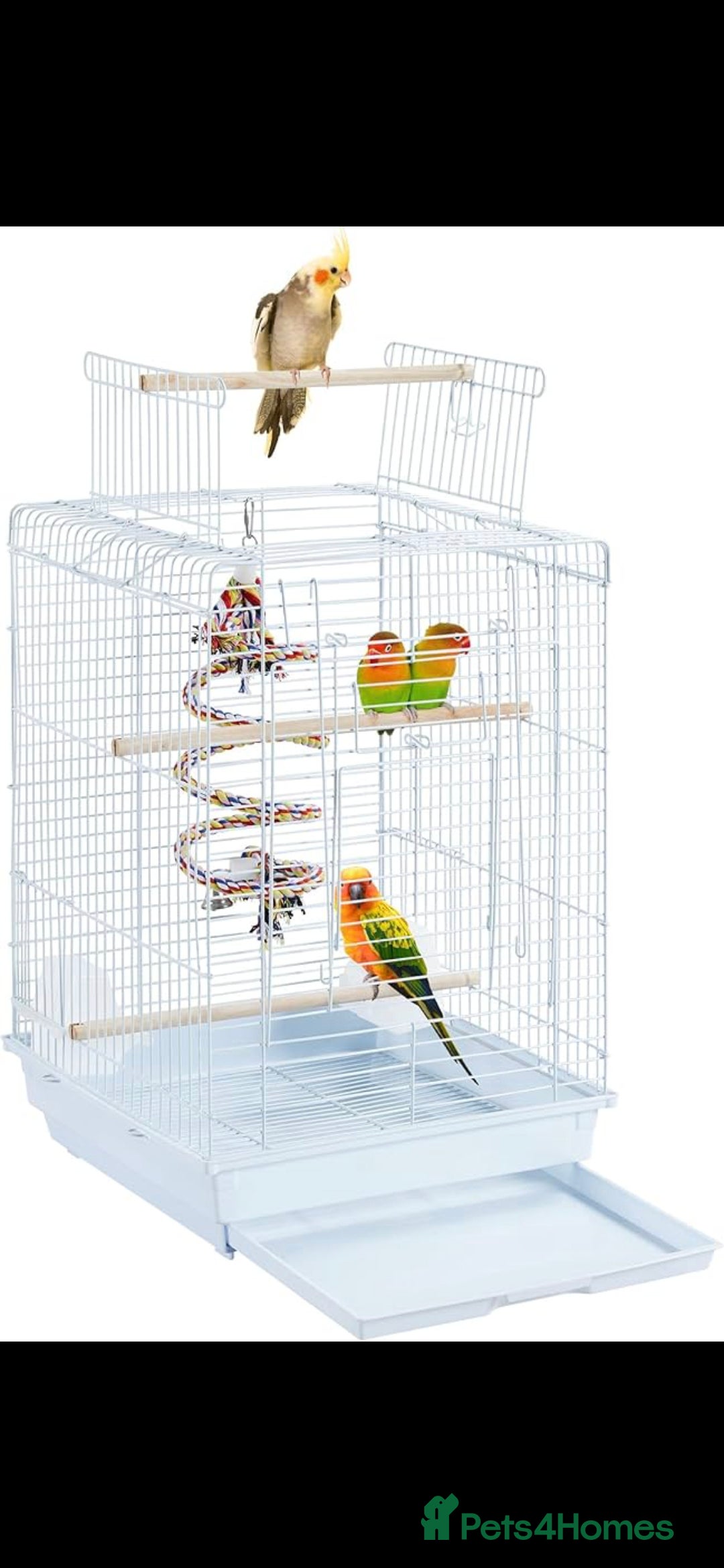 Budgerigars birds for sale: Baby Budgies £25, Male/Female £20/25Cockatiels £80 - Advert 6