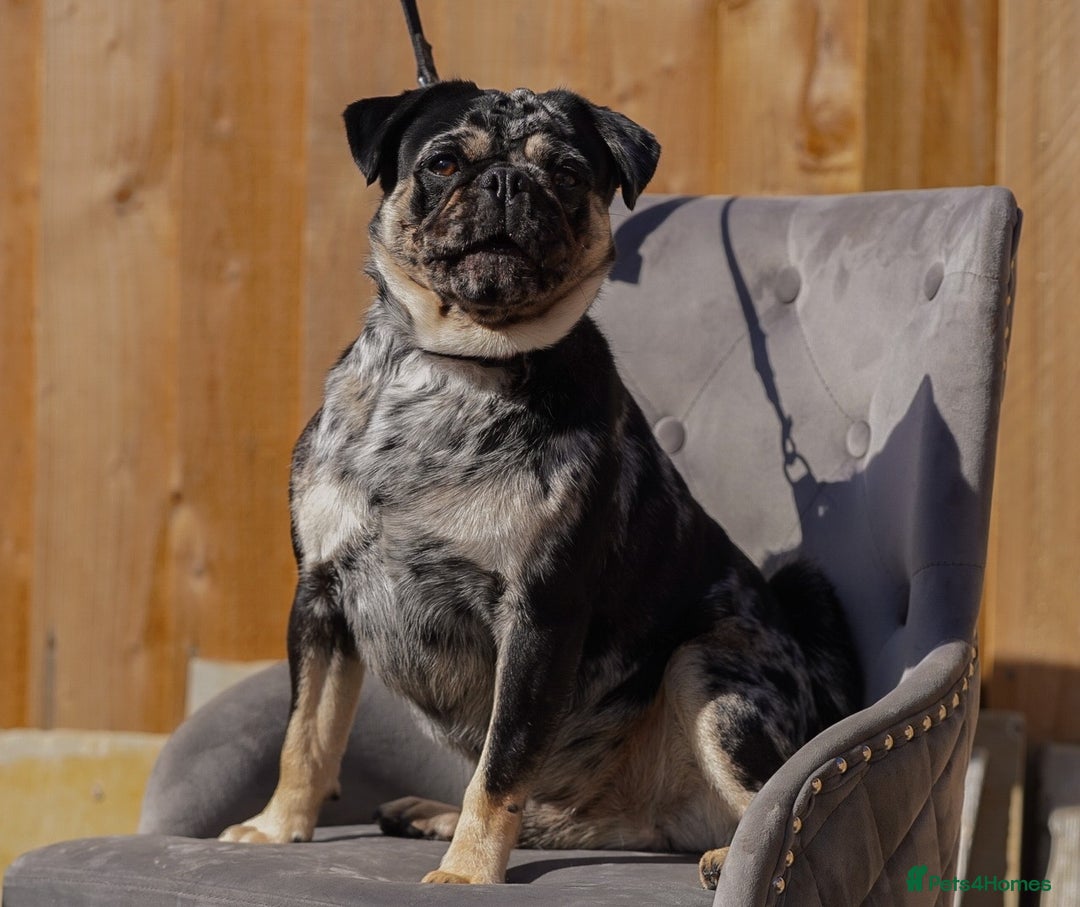Pug dogs for stud: Merle n tan pug carrying fluffy & choc stud  in Harpenden - Advert 3
