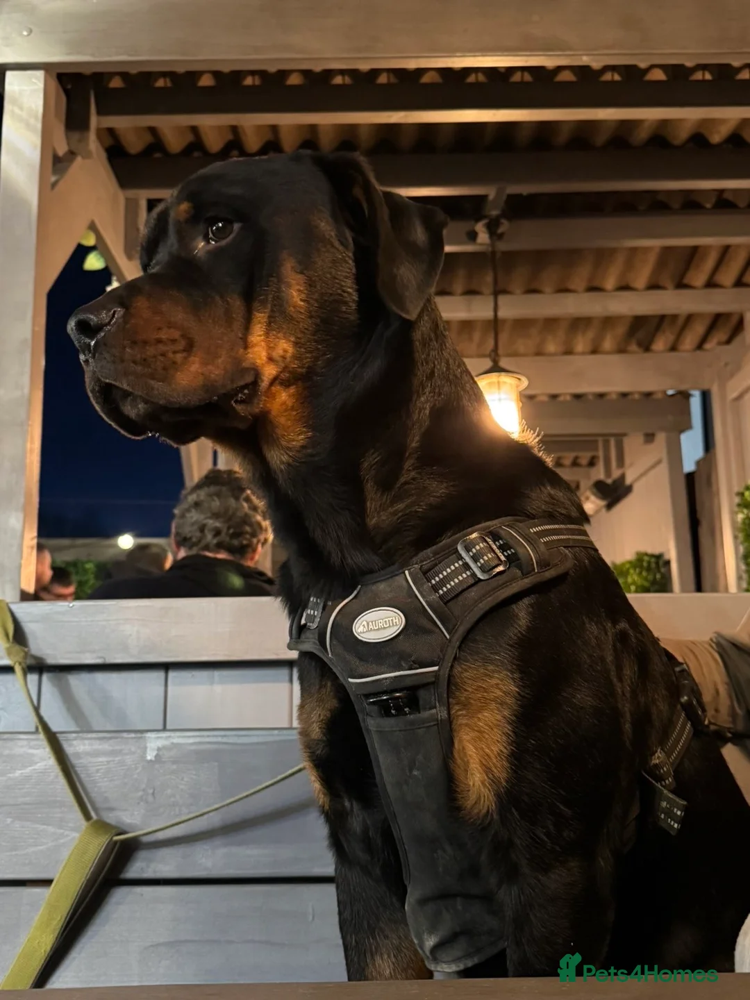 Rottweiler dogs for adoption: Kakarot - Advert 12