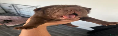 Shar Pei 6