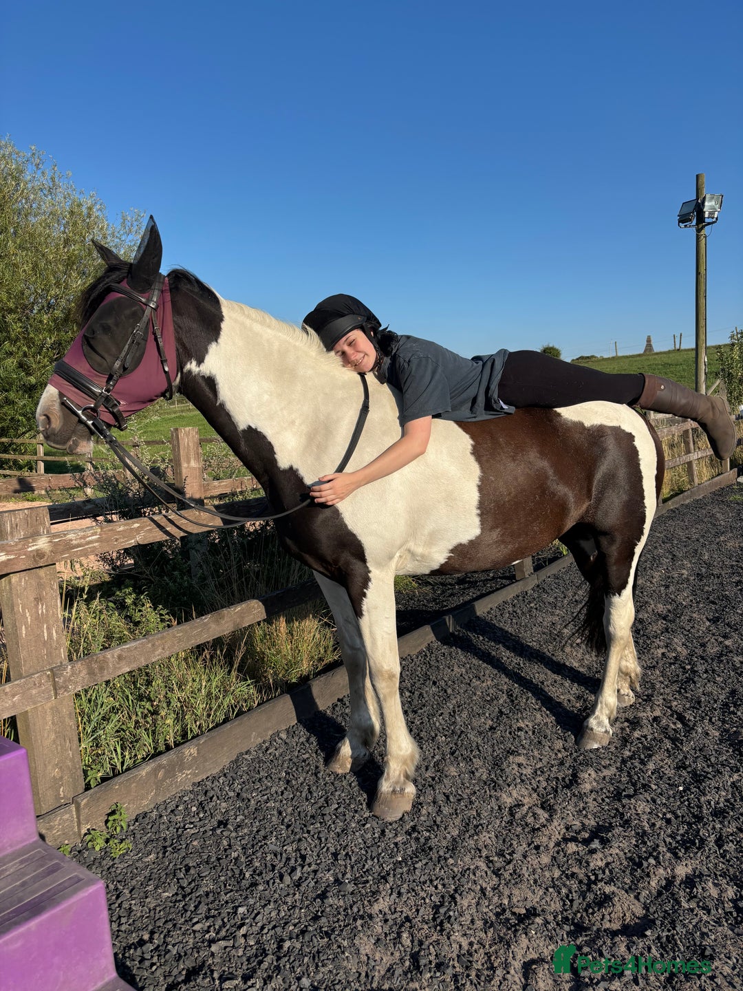 Other Breed horses for sale: Lady athena - Advert 11