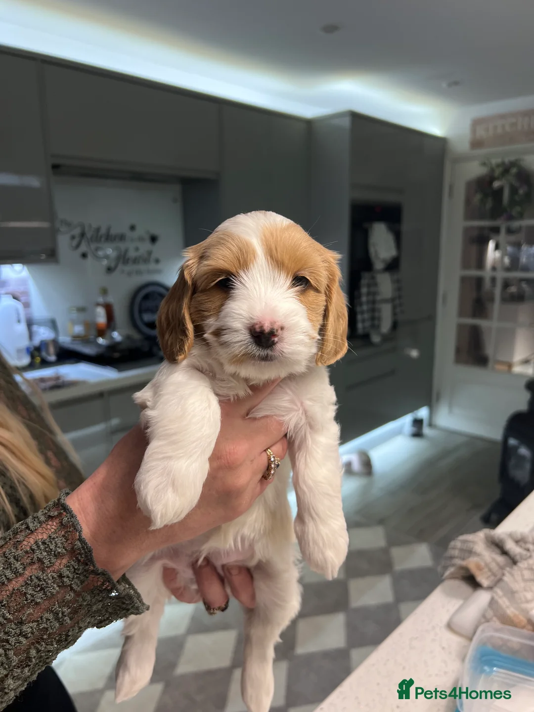 Mixed Breed dogs for sale: Beutiful cavapooshions   - Advert 5