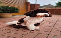 Goldendoodle dogs for stud: FULLY HEALTH TESTED! MOYEN POODLE STUD! in Kettering - Image 13