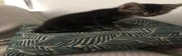 Mixed Breed cats for sale: Kitten male 9weeks ready to go in Enfield - Advert 3