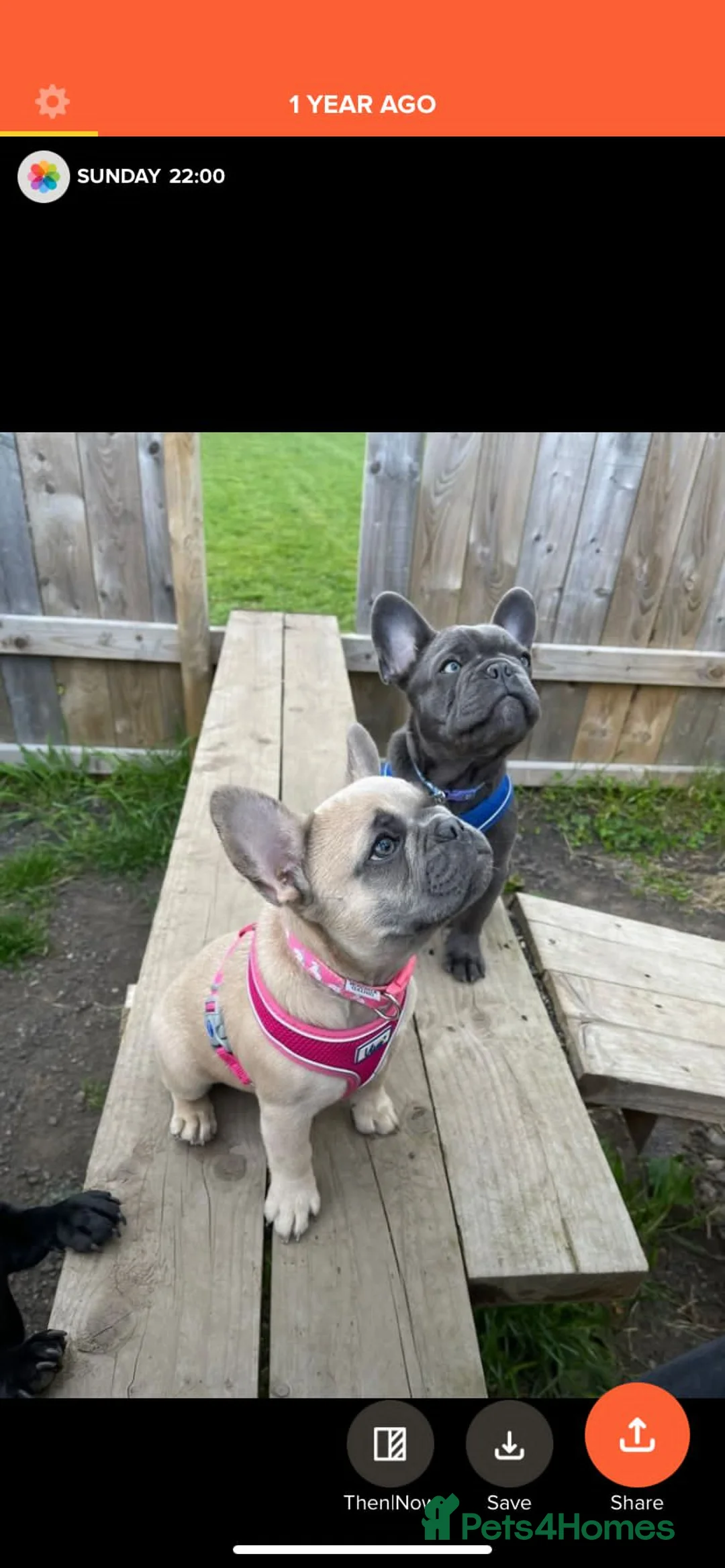 French Bulldog dogs for stud: Solid blue Merle platinum carrying testable and L1 in Aberdeen - Advert 13