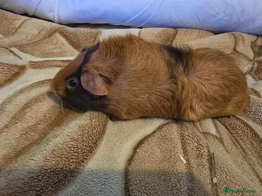 Guinea Pig rodents for sale: I'm selling my guinea pigs. - Advert 2