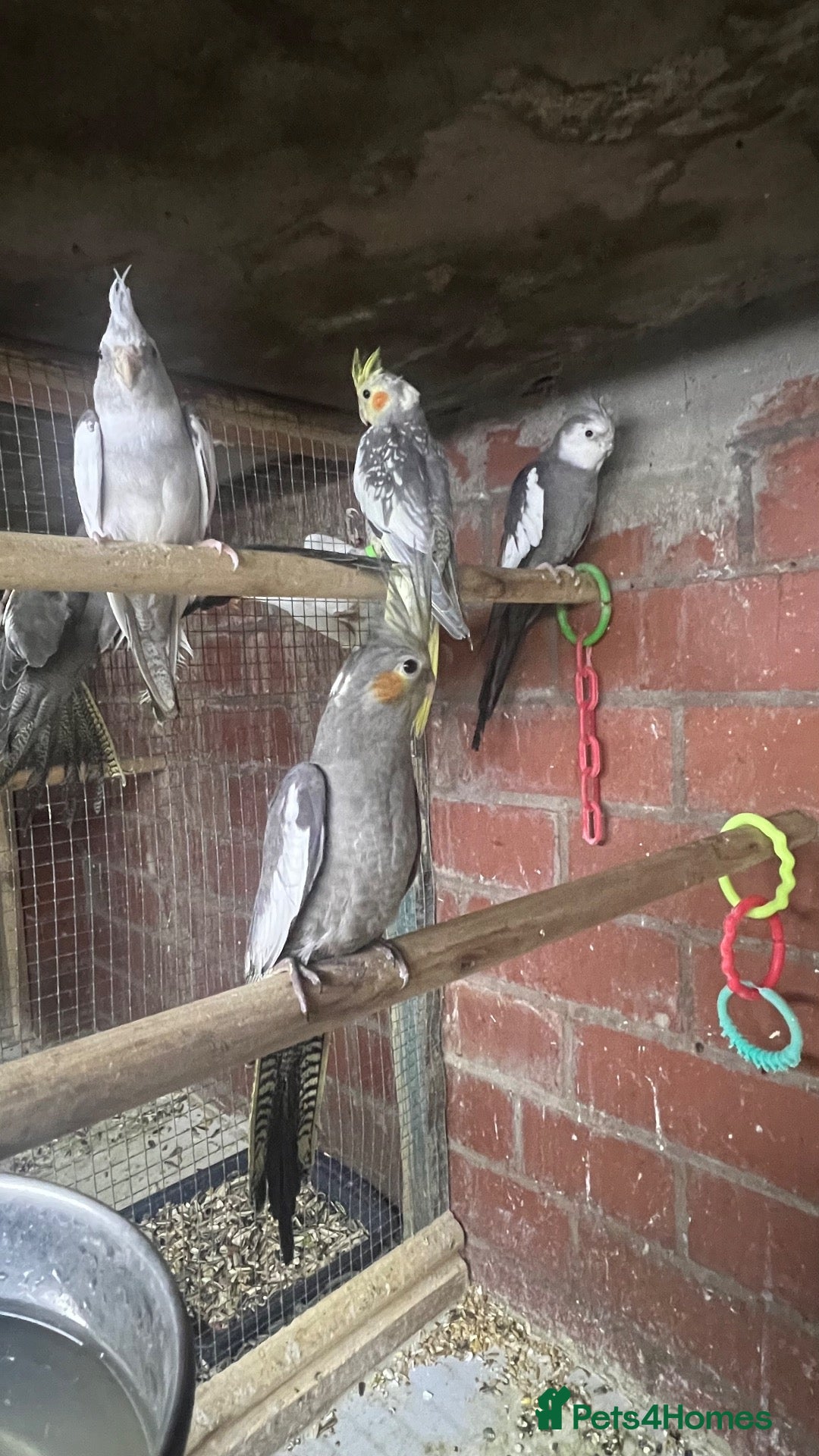 Mixed Breed birds Birds for sale *read description*  - Advert 2