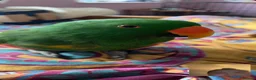 Parrots birds for sale: 2 Eclectus Parrots  in St. Neots - Advert 2