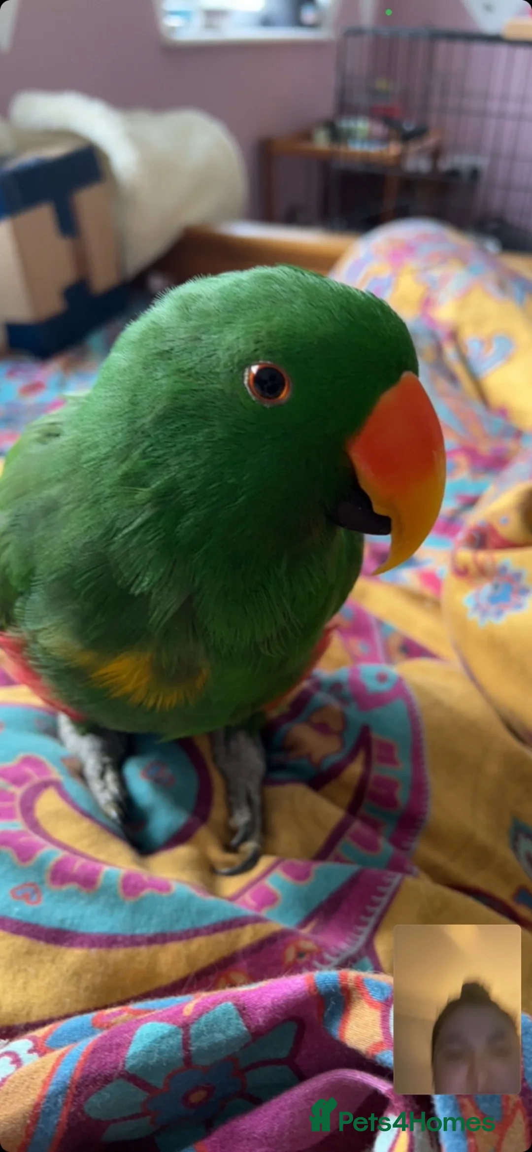 Parrots birds for sale: 2 Eclectus Parrots  in St. Neots - Advert 2