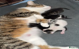 Domestic Shorthair cats for sale: 1 black, 1 tabby kitten - Image 5