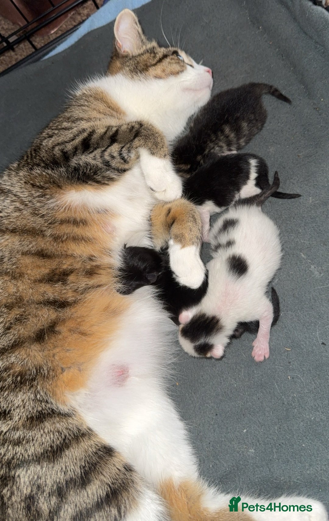 Domestic Shorthair cats for sale: 1 black, 1 tabby kitten - Image 5