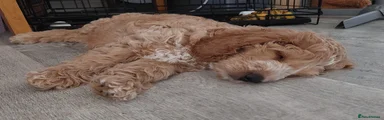 Cockapoo 2