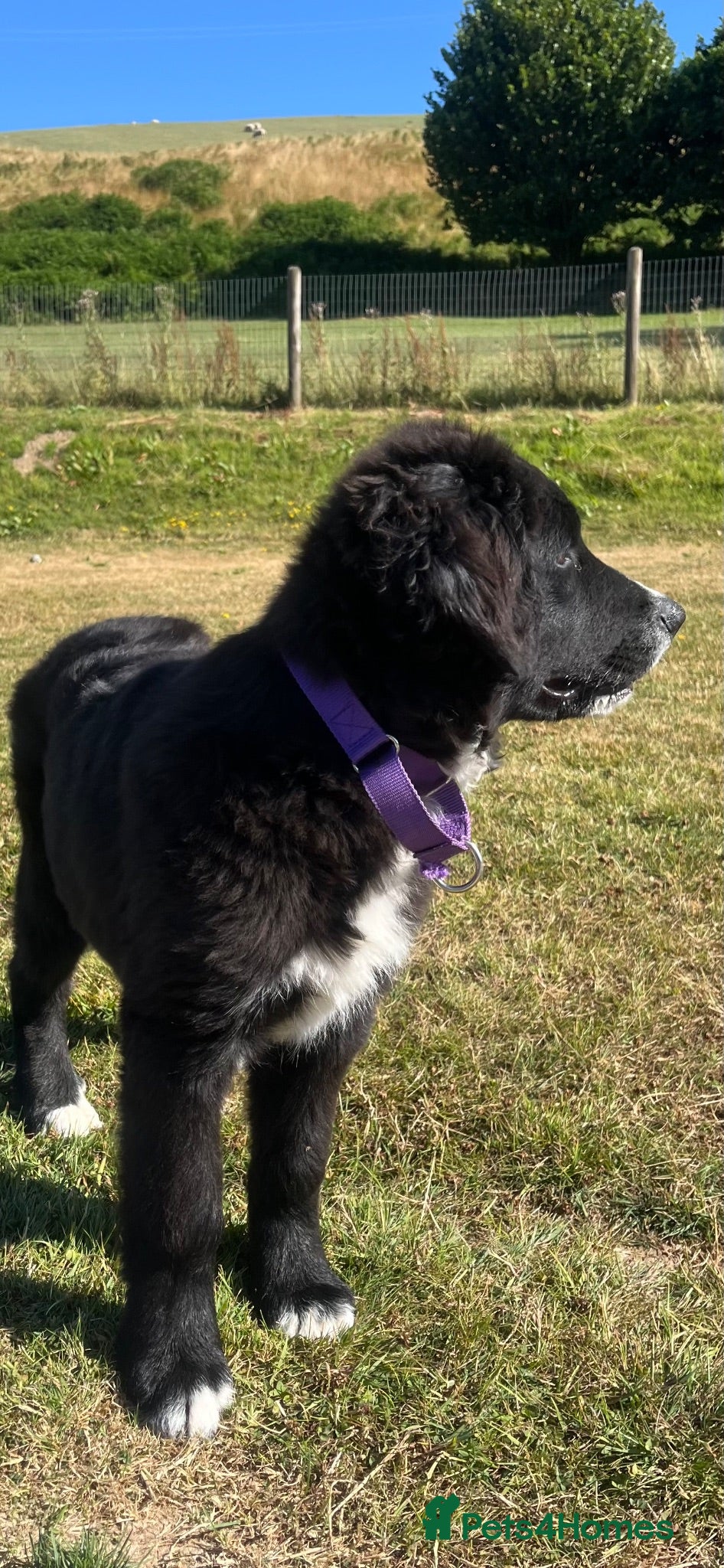 Bernese Mountain Dog dogs Beautiful Bordernese Puppies - Advert 2