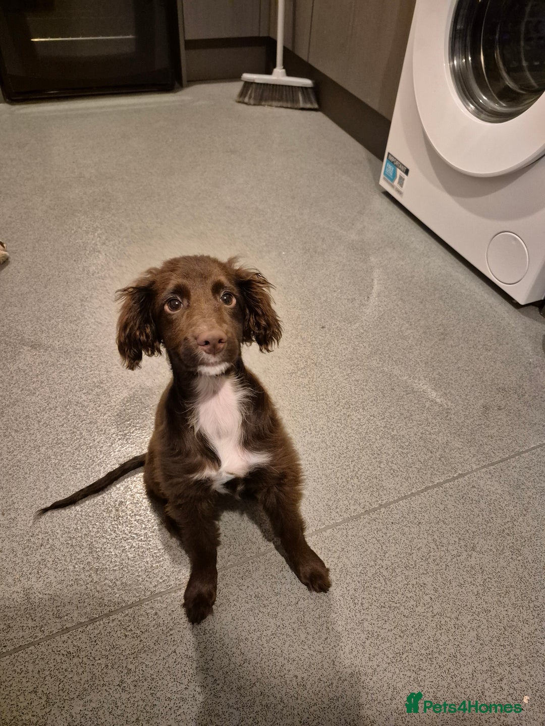 Sprocker dogs for sale: Sprocker Puppy for Sale - 17 Weeks Old - Advert 4