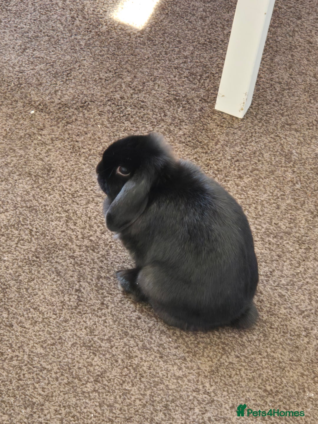 Mini Lop rabbits for sale: Rabbit for adoption - Advert 7
