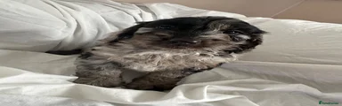 Cockapoo 1