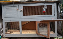 Guinea Pig rodents for sale: Two boars and hutch - Image 4