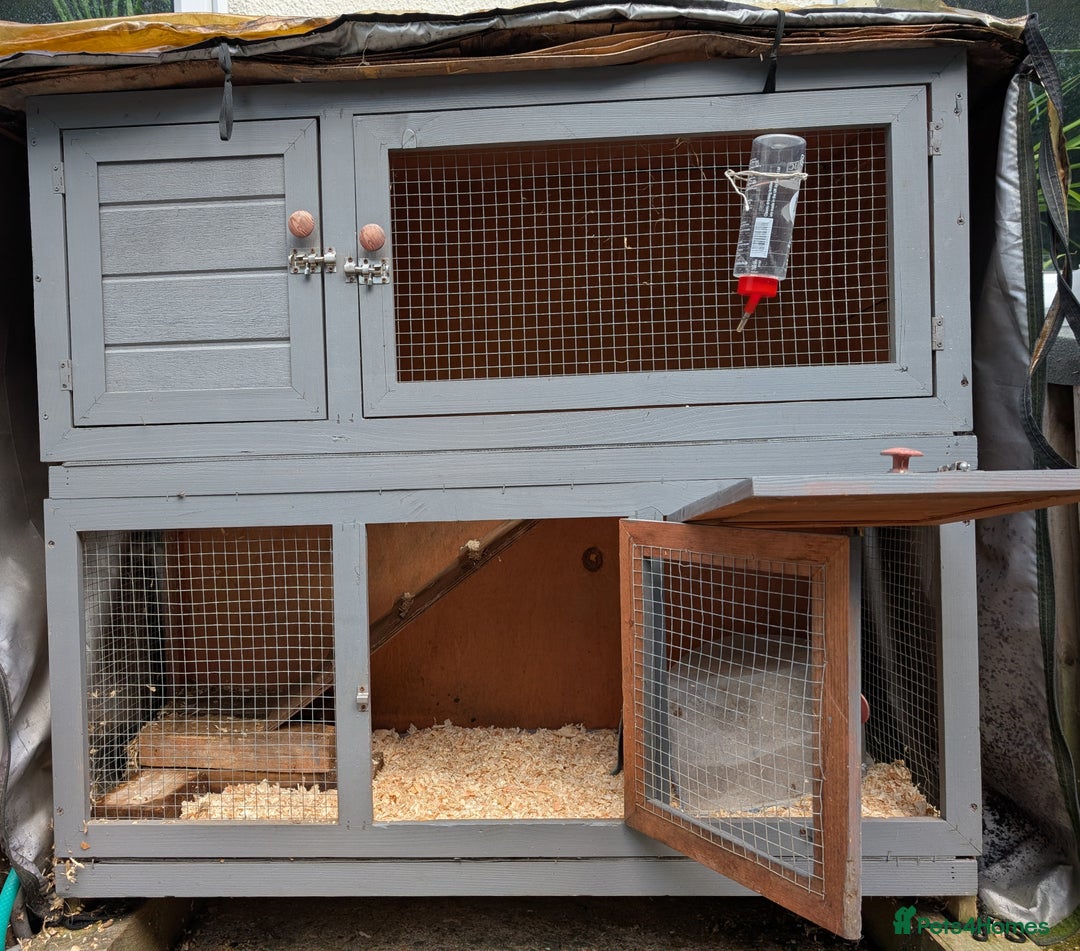Guinea Pig rodents for sale: Two boars and hutch - Image 4
