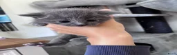 Russian Blue cats for sale: Russian Blue x kittens - Advert 5