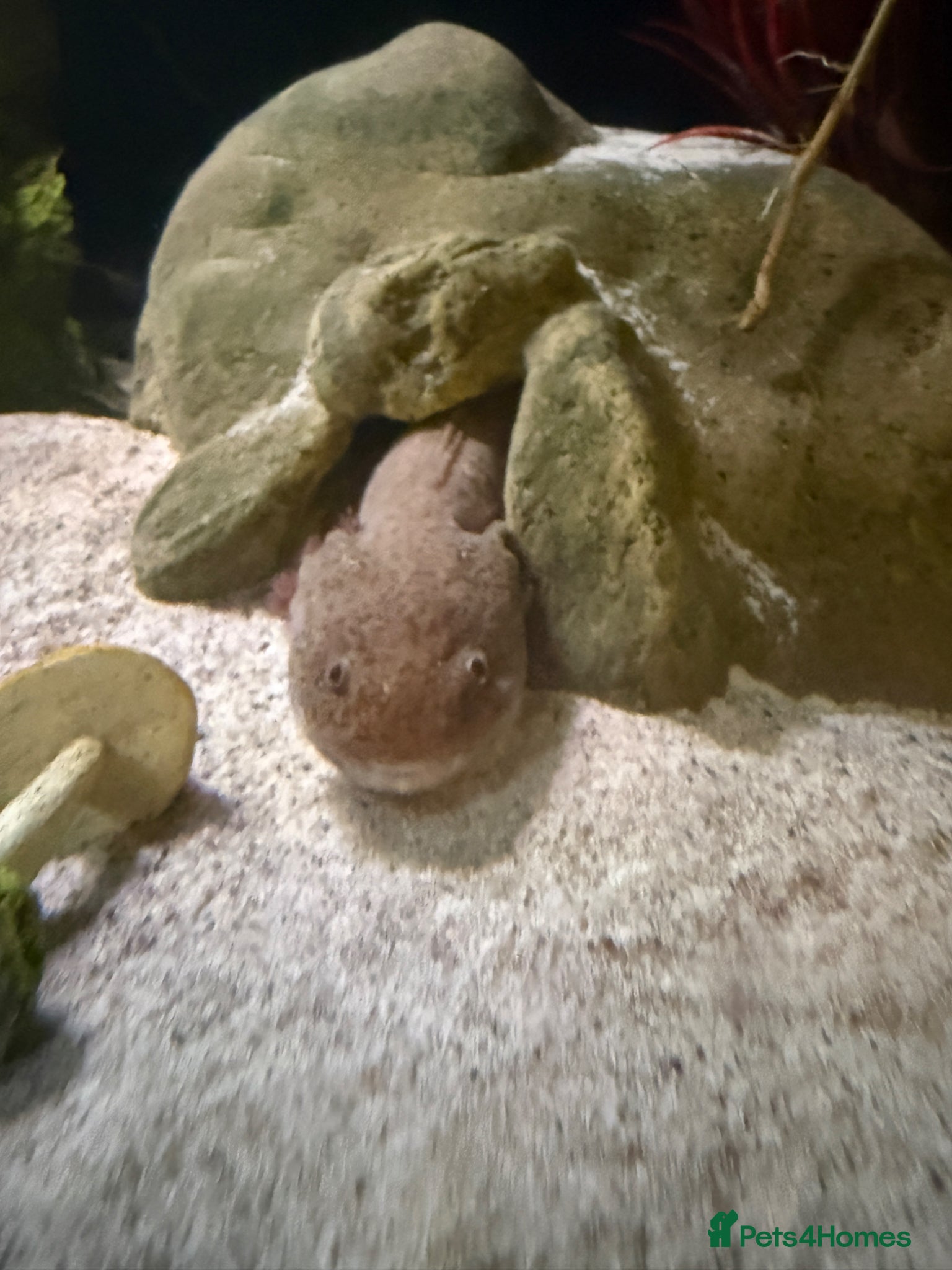 Axolotl reptiles for sale: 2 6 year old axolotls and tank available  in Looe - Advert 3