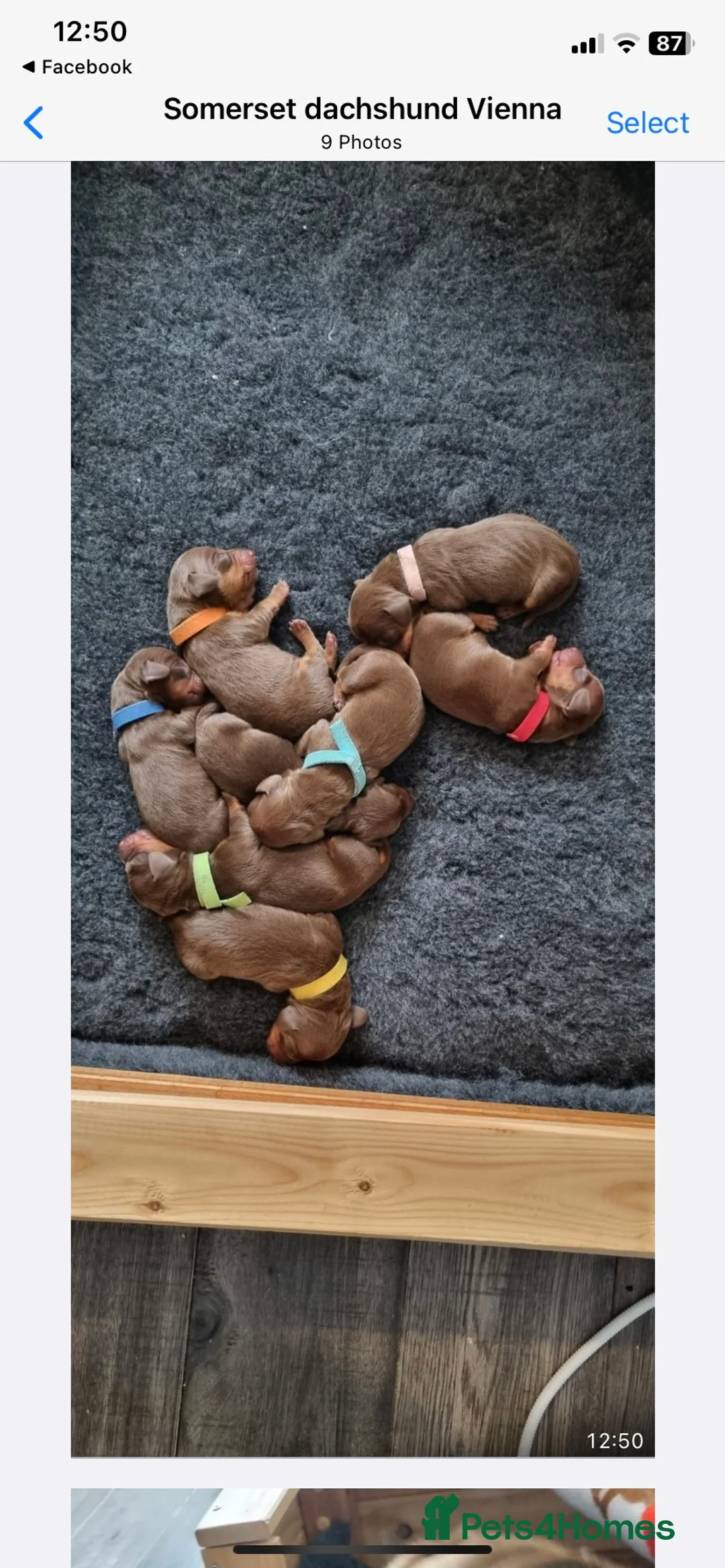 Dachshund dogs for stud: Proven Choc and Tan Dachshund for Stud in Swindon - Advert 8