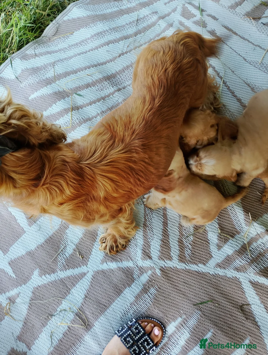 Cocker Spaniel dogs for sale: Cocker spaniel - Advert 7