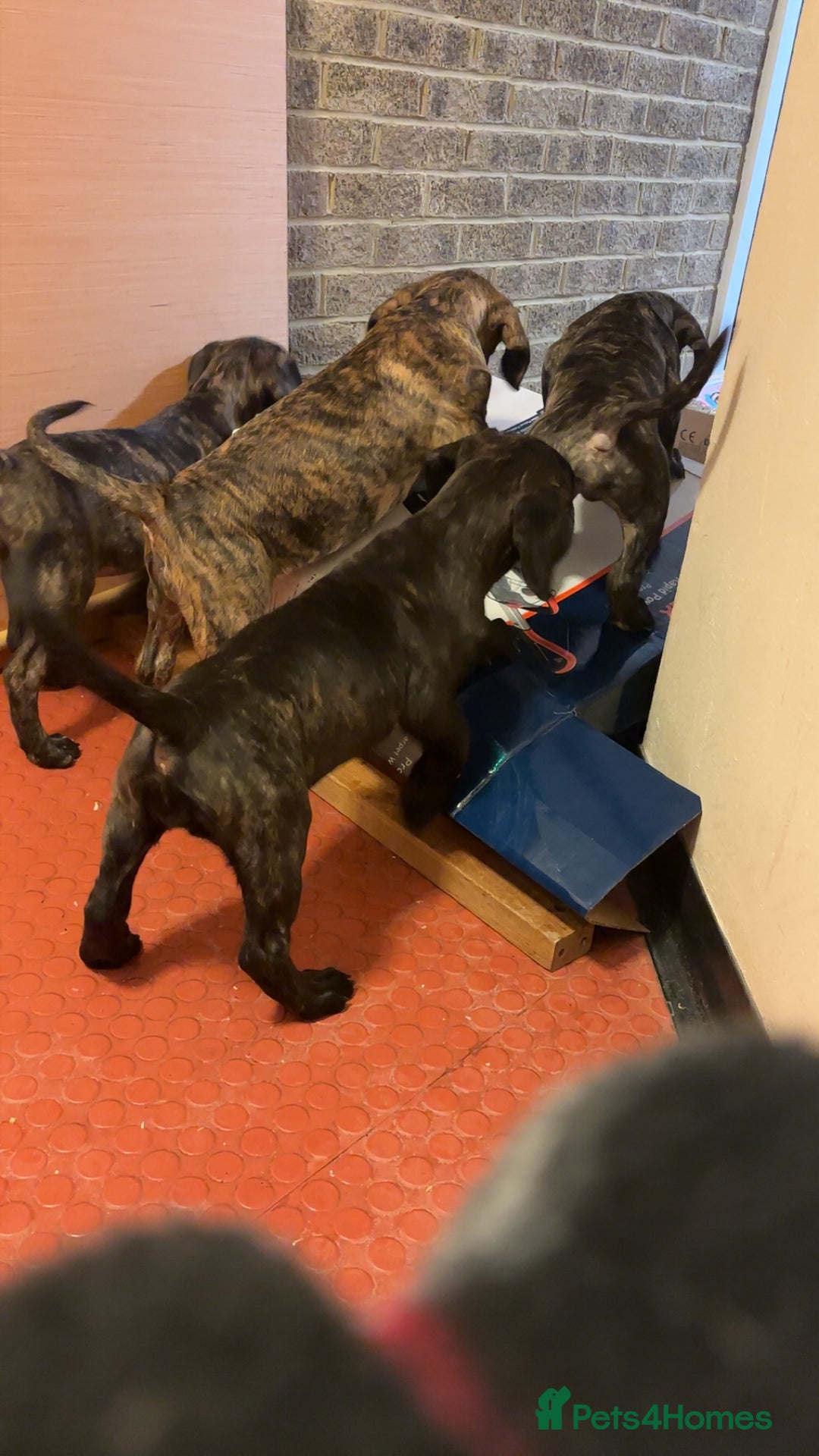 Presa Canario dogs for sale: Presa Canario Puppies  - Advert 16