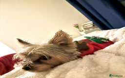 Yorkshire Terrier dogs for sale: Yorkies puppies  - Image 19