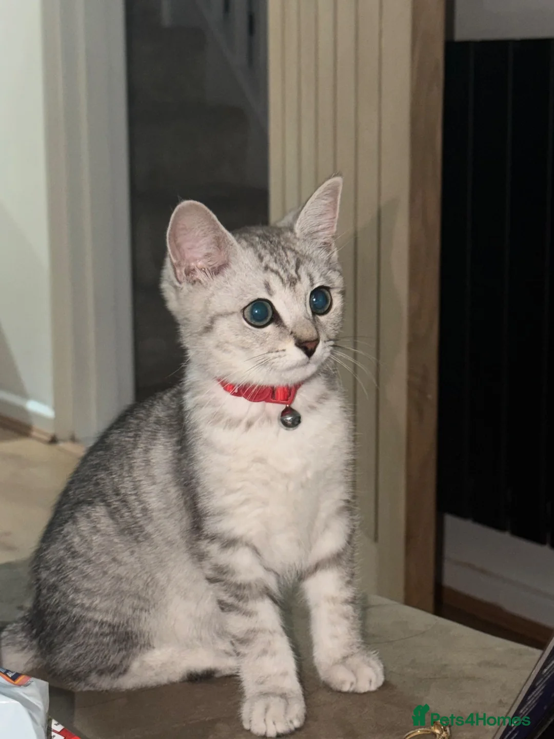 Mixed Breed cats for sale: British blue hair / Russian in Dunstable - Advert 7