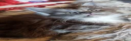 Maine Coon cats for sale: Tica registered kittens - Advert 7