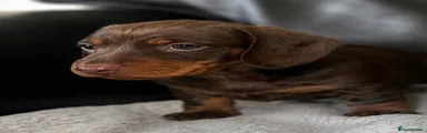 Miniature Dachshund 7