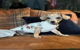 Mixed Breed dogs for adoption: Rusty the tiny cuddle monster  - Image 1