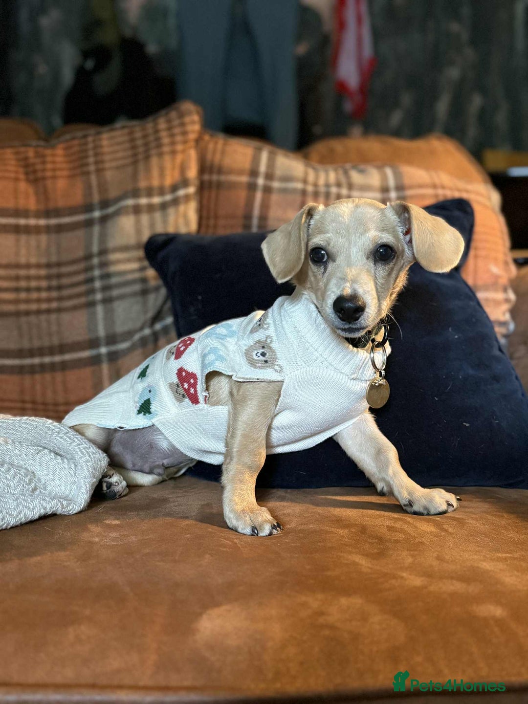 Mixed Breed dogs for adoption: Rusty the tiny cuddle monster  - Image 1