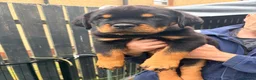 Rottweiler dogs for sale: 2 amazing KC registered rottweiler puppies left - Advert 11