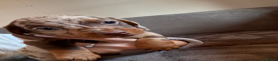  Chocolate pup 3