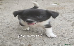 Border Collie dogs for sale:  Any farmers looking for working dogs? - Image 37