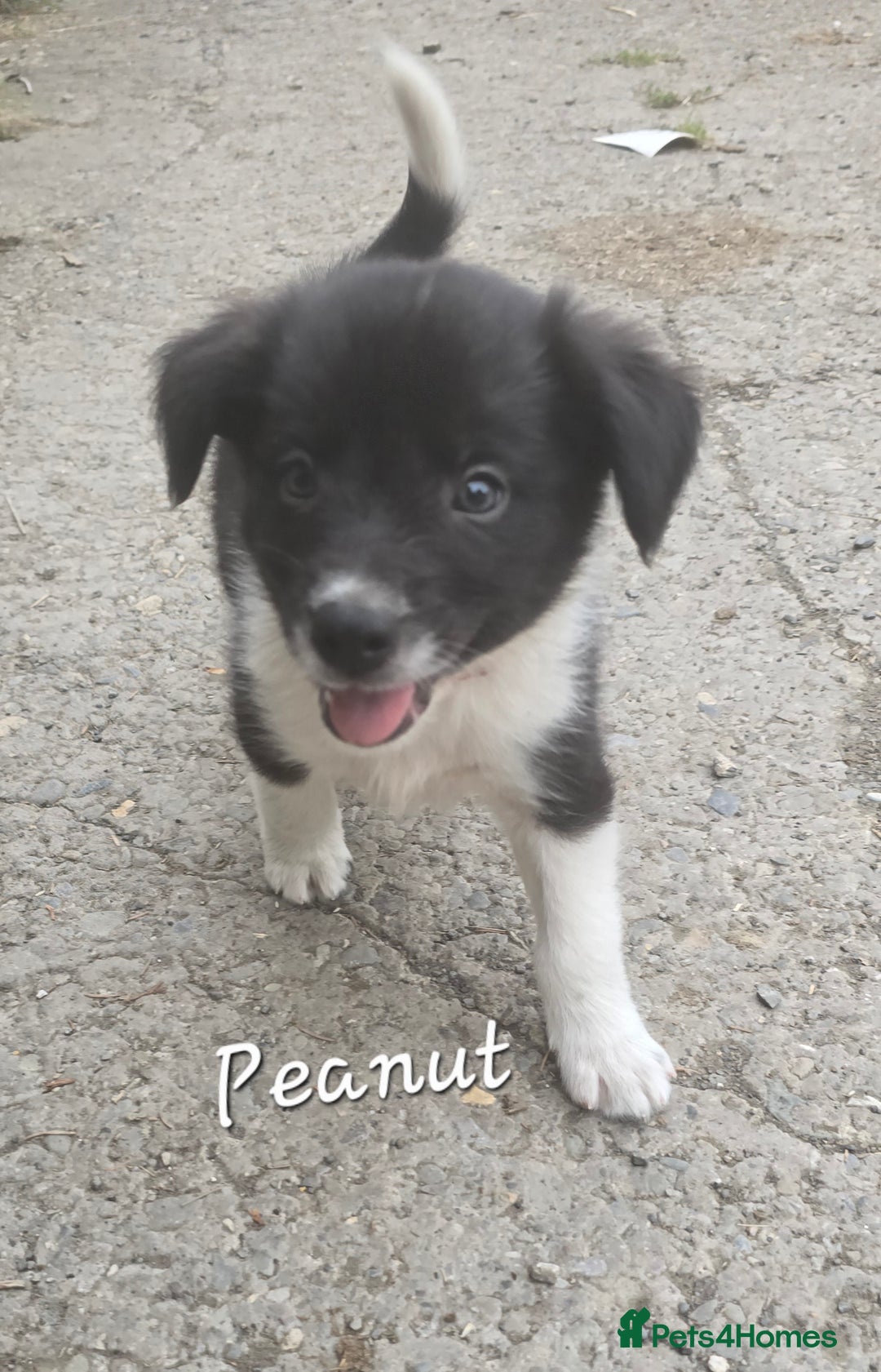 Border Collie dogs for sale:  Any farmers looking for working dogs? - Image 37