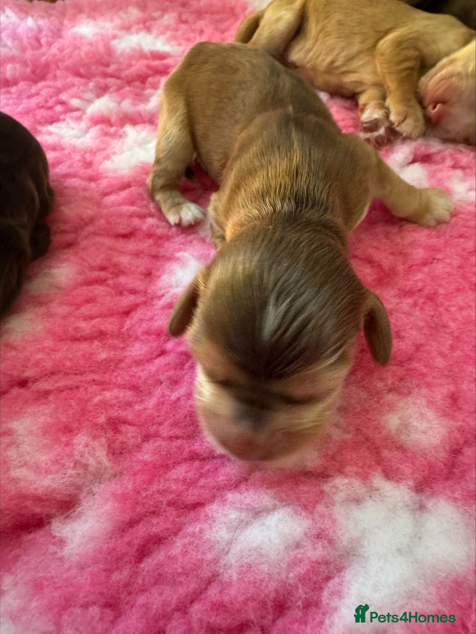 Cocker Spaniel dogs 🐾Beautiful Female Puppy🐾 - Advert 2