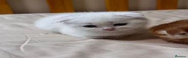 Scottish Fold Kitten 2