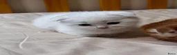 Scottish Fold cats for sale: Scottish Fold & Straight kittens  - Advert 14