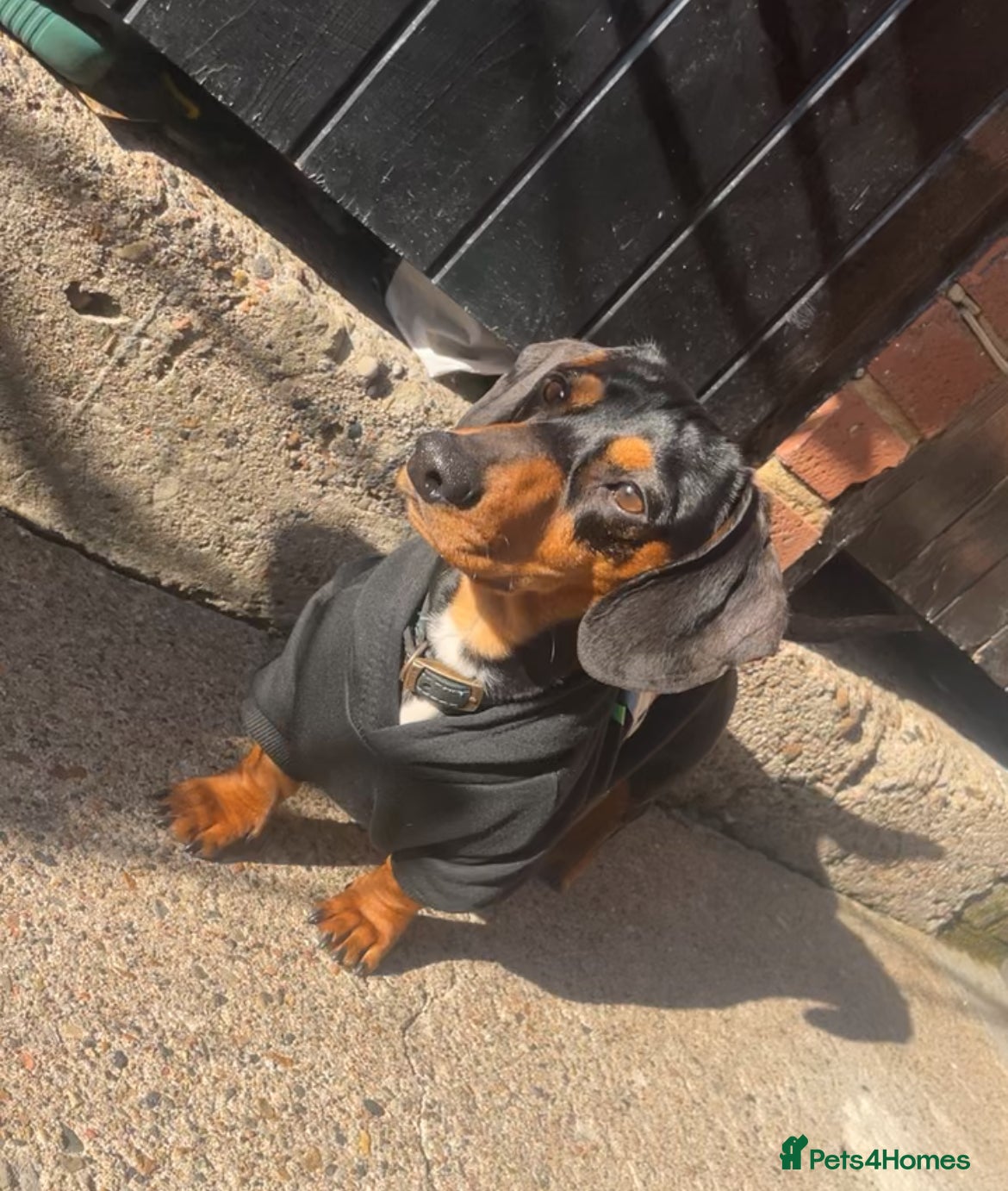 Miniature Dachshund dogs Male dachshund  - Advert 17