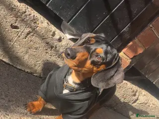 Miniature Dachshund dogs Male dachshund - Advert 17