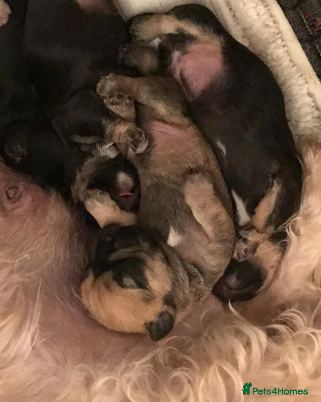 Dandie Dinmont Terrier dogs for sale: Dandie Dinmont Terrier puppies, now ready in London - Advert 11