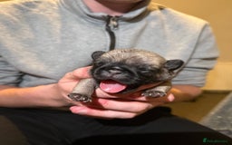 Pug dogs for sale: Pug Puppies for sale  - Image 3