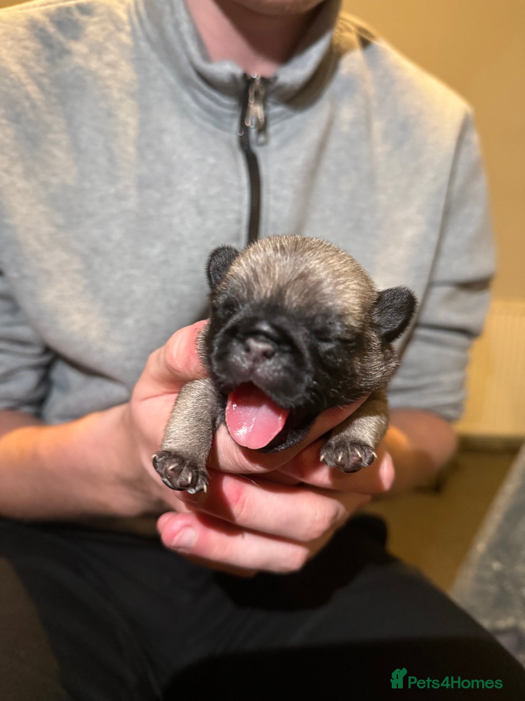 Pug dogs for sale: Pug Puppies for sale  - Image 3