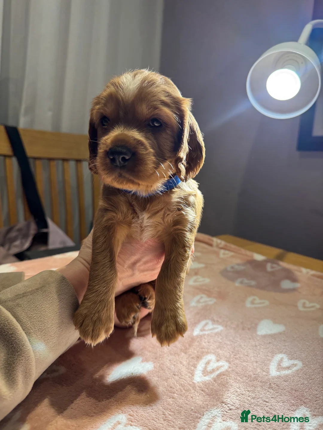 Cocker Spaniel dogs for sale: Adorable cocker spaniel puppies - Advert 18